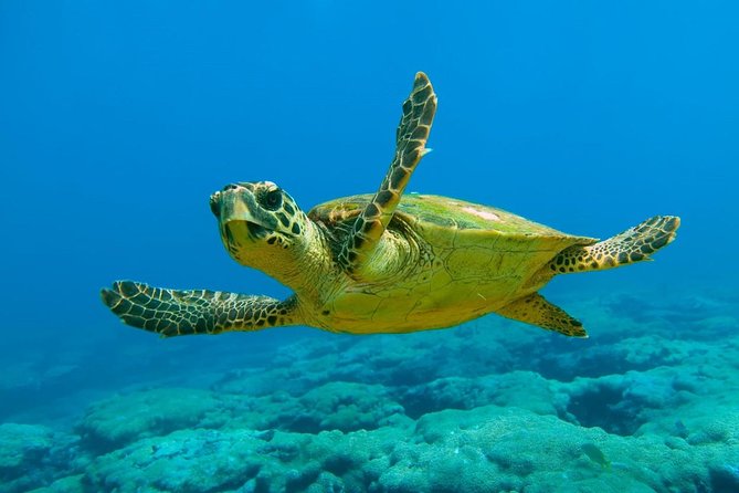 Marmaris'ten Kaunos, Kaplumbağa Plajı ve Sultaniye Çamur Banyosuna Dalyan Otobüs Gezisi