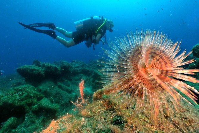 Descubra el buceo desde los hoteles de Kusadasi / Selcuk