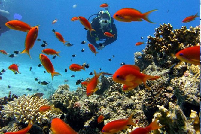 Didim'de Yeni Başlayanlar İçin Tüplü Dalış