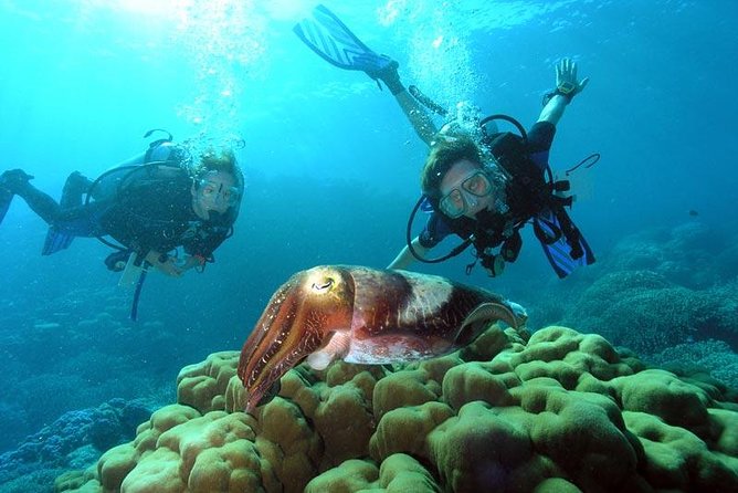 Plongée au galion et à la cheminée de Marmaris