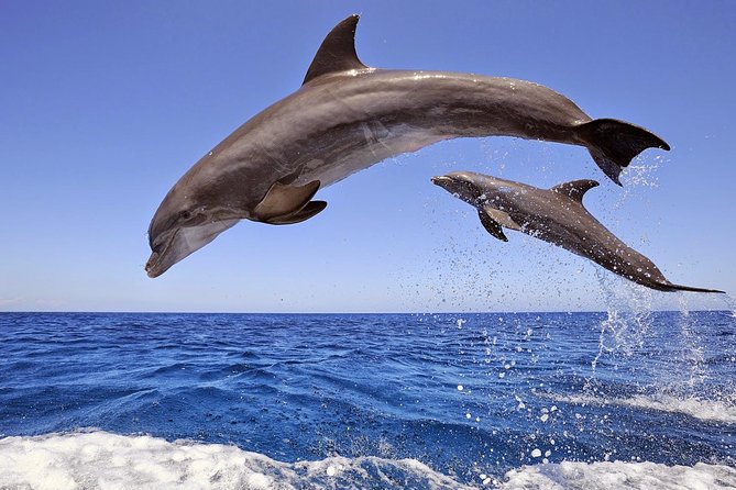 Kreuzfahrt zu den Delfininseln