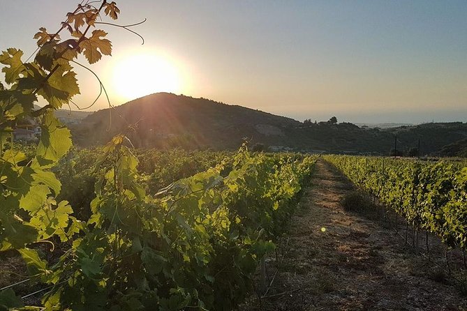 Visite des vignobles et dégustation de vins