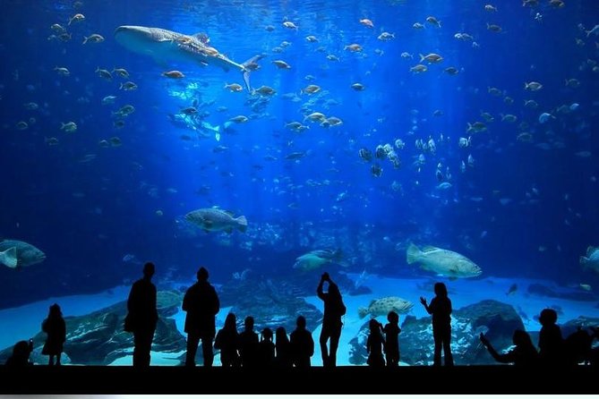 تخطي الخط: Aquarium ، Snow World / Ice Museum ، WildPark ، Oceanride XD Package