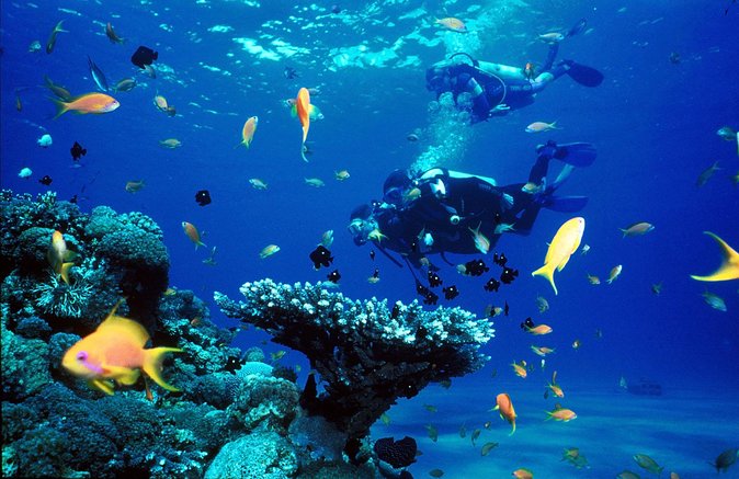 Journée complète de plongée en Méditerranée depuis Side avec déjeuner